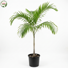 Load image into Gallery viewer, Carpentaria Acuminata
