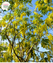 Load image into Gallery viewer, Alt text: Cassia fistula, commonly known as the Golden Shower Tree, showcasing a profusion of vibrant yellow, pendulous flowers. This deciduous tree is renowned for its ornamental beauty and is a symbol of tropical landscapes. The cascading blooms make it a spectacular addition to gardens, parks, and boulevards.
