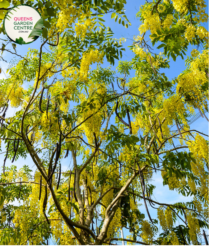 Alt text: Cassia fistula, commonly known as the Golden Shower Tree, showcasing a profusion of vibrant yellow, pendulous flowers. This deciduous tree is renowned for its ornamental beauty and is a symbol of tropical landscapes. The cascading blooms make it a spectacular addition to gardens, parks, and boulevards.