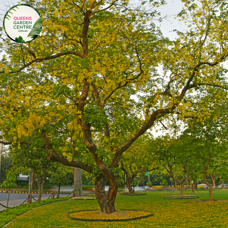 Alt text: Cassia fistula, commonly known as the Golden Shower Tree, showcasing a profusion of vibrant yellow, pendulous flowers. This deciduous tree is renowned for its ornamental beauty and is a symbol of tropical landscapes. The cascading blooms make it a spectacular addition to gardens, parks, and boulevards.