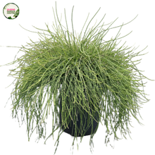 Load image into Gallery viewer, Casuarina glauca Cousin
