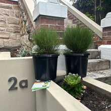 Load image into Gallery viewer, Casuarina glauca Greenwave
