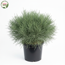 Load image into Gallery viewer, Casuarina glauca Greenwave

