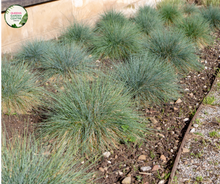 Load image into Gallery viewer, Close-up photo of a Casuarina glauca &#39;Cousin It&#39; plant, showcasing its unique and striking foliage. The plant features a dense mound of slender, cascading branches covered in fine, needle-like leaves. The leaves have a silvery-blue color and a soft, flowing texture, resembling a cascading waterfall. 
