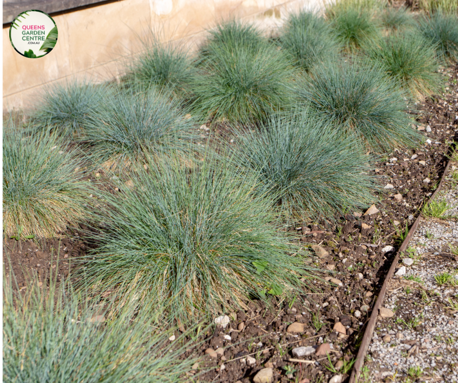 Close-up photo of a Casuarina glauca 'Cousin It' plant, showcasing its unique and striking foliage. The plant features a dense mound of slender, cascading branches covered in fine, needle-like leaves. The leaves have a silvery-blue color and a soft, flowing texture, resembling a cascading waterfall. 