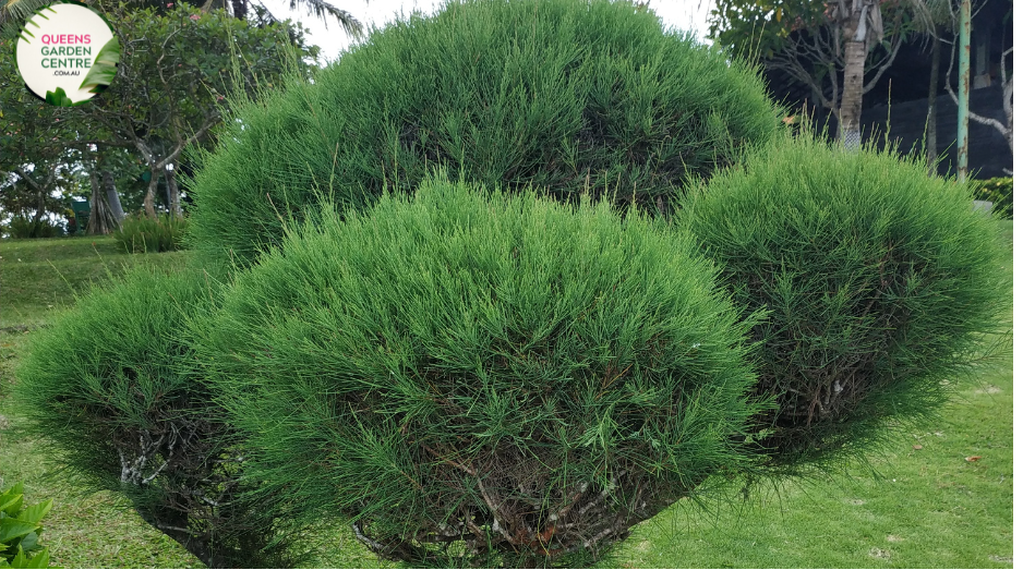 Close-up photo of a Casuarina 'Green Wave' plant, showcasing its unique and elegant foliage. The plant features a dense canopy of slender, arching branches covered in small, needle-like leaves. The leaves have a vibrant green color and a slightly wavy or rippled appearance, giving the plant its name 