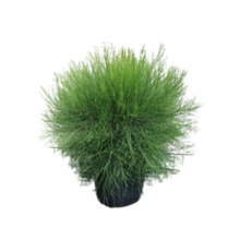 Load image into Gallery viewer, Casurina Glauca Green Wave
