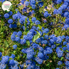 Load image into Gallery viewer, Close-up of Ceanothus Blue Pacific: This image provides a detailed view of the Ceanothus Blue Pacific flower cluster. The small, delicate flowers are arranged in dense clusters along the stems, creating a profusion of vibrant blue blossoms. Each individual flower features five petals and a central cluster of stamens, giving it a star-like appearance.
