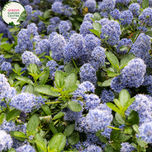 Load image into Gallery viewer, Close-up of Ceanothus Blue Pacific: This image provides a detailed view of the Ceanothus Blue Pacific flower cluster. The small, delicate flowers are arranged in dense clusters along the stems, creating a profusion of vibrant blue blossoms. Each individual flower features five petals and a central cluster of stamens, giving it a star-like appearance.
