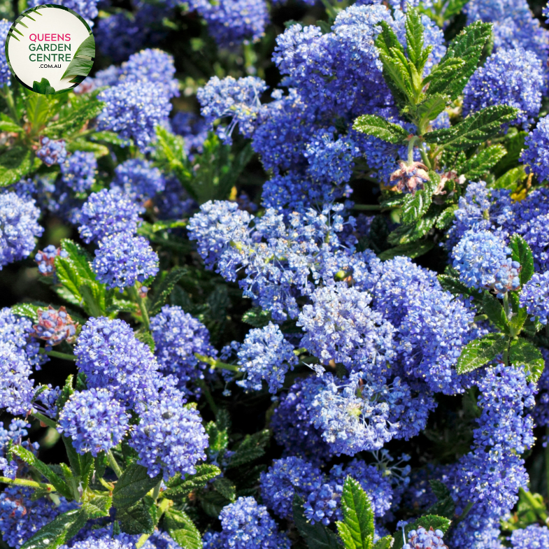 Close-up of Ceanothus Blue Pacific: This image provides a detailed view of the Ceanothus Blue Pacific flower cluster. The small, delicate flowers are arranged in dense clusters along the stems, creating a profusion of vibrant blue blossoms. Each individual flower features five petals and a central cluster of stamens, giving it a star-like appearance.