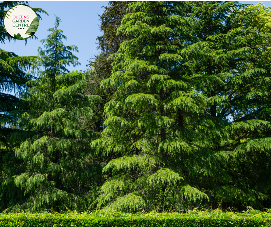 Buy Cedrus deodara Himalayan Cedar Online in Australia – Queens Garden ...