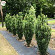 Load image into Gallery viewer, Cephalotaxus Harringtonia (Fastigiata) Plum Yew
