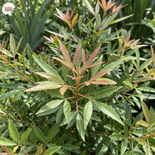 Load image into Gallery viewer, Ceratopetalum Gummiferum (Wholesale)
