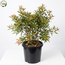Load image into Gallery viewer, Ceratopetalum Gummiferum (Wholesale)
