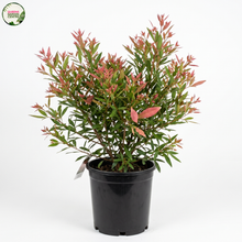 Load image into Gallery viewer, Ceratopetalum Gummiferum (Wholesale)
