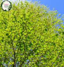 Load image into Gallery viewer, Close-up of a Cercidiphyllum japonicum (Katsura) plant. The image features heart-shaped leaves with a distinct, scalloped edge. The leaves are arranged in an opposite pattern along thin, reddish-brown stems. Each leaf has a prominent central vein and finely textured surface, showing a gradient of colors from green to shades of yellow and orange, indicating seasonal change.
