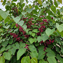 Load image into Gallery viewer, Cercis Canadensis Var. Texensis Oklahoma
