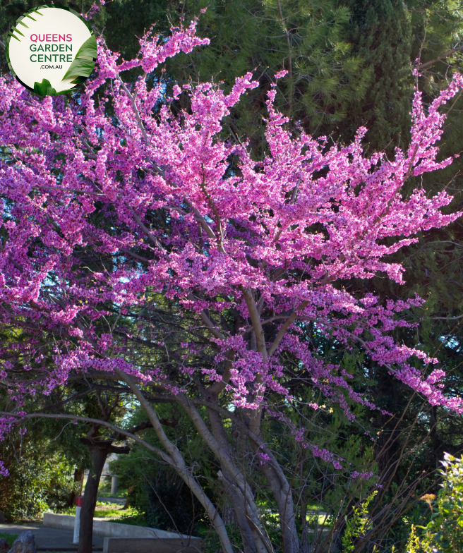 Alt text: Cercis canadensis var. texensis 'Oklahoma,' a deciduous tree known for its heart-shaped leaves and vibrant, reddish-purple flowers. This cultivar is valued for its ornamental qualities, providing a stunning display in spring. The 'Oklahoma' variety is a popular choice for landscaping, adding both color and charm to gardens and outdoor spaces.