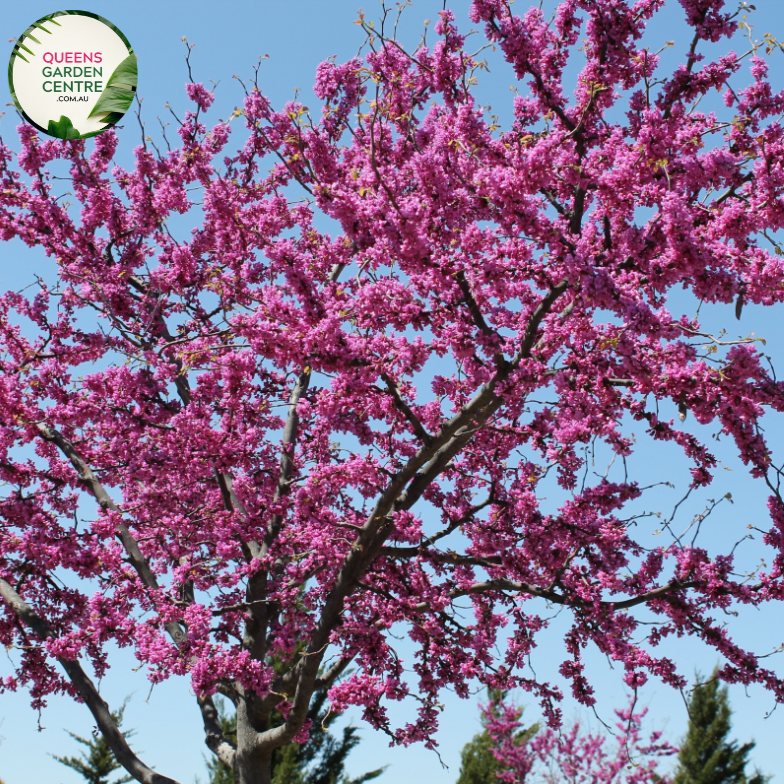 Alt text: Cercis canadensis var. texensis 'Oklahoma,' a deciduous tree known for its heart-shaped leaves and vibrant, reddish-purple flowers. This cultivar is valued for its ornamental qualities, providing a stunning display in spring. The 'Oklahoma' variety is a popular choice for landscaping, adding both color and charm to gardens and outdoor spaces.