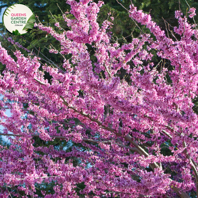  Close-up of Cercis siliquastrum Judas Tree: This image showcases the delicate features of the Cercis siliquastrum, commonly known as the Judas Tree. The focal point is a cluster of vibrant pink, pea-shaped flowers, which densely adorn the branches of the tree. Each flower consists of five petals arranged in a rounded shape, with small, contrasting stamens at the center. 