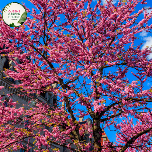 Close-up of Cercis siliquastrum Showgirl: This image highlights the exquisite features of the Cercis siliquastrum Showgirl, also known as the Judas Tree. The focal point is a cluster of vibrant pink, pea-shaped flowers that densely cover the branches of the tree. Each flower showcases delicate petals arranged in a rounded shape, with contrasting stamens at the center. 