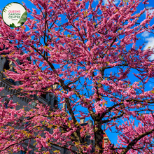 Load image into Gallery viewer, Close-up of Cercis siliquastrum Showgirl: This image highlights the exquisite features of the Cercis siliquastrum Showgirl, also known as the Judas Tree. The focal point is a cluster of vibrant pink, pea-shaped flowers that densely cover the branches of the tree. Each flower showcases delicate petals arranged in a rounded shape, with contrasting stamens at the center. 
