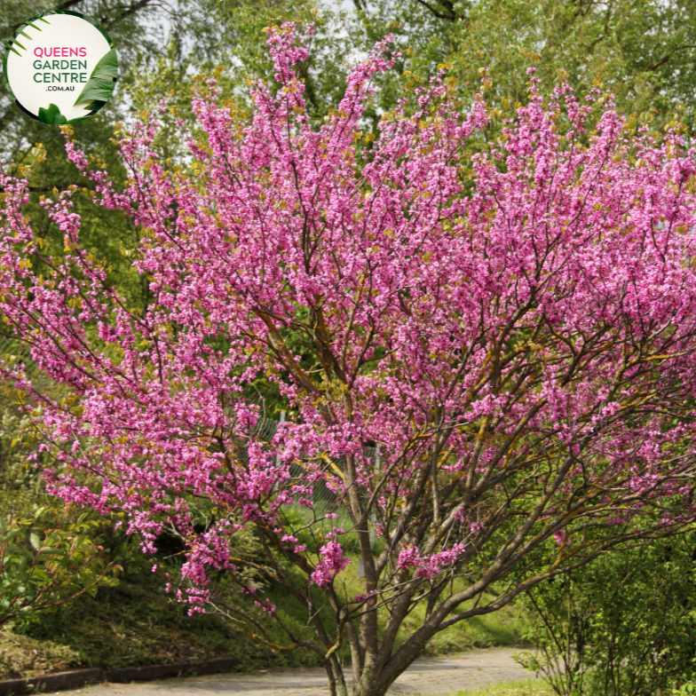 Close-up of Cercis siliquastrum Showgirl: This image highlights the exquisite features of the Cercis siliquastrum Showgirl, also known as the Judas Tree. The focal point is a cluster of vibrant pink, pea-shaped flowers that densely cover the branches of the tree. Each flower showcases delicate petals arranged in a rounded shape, with contrasting stamens at the center. 