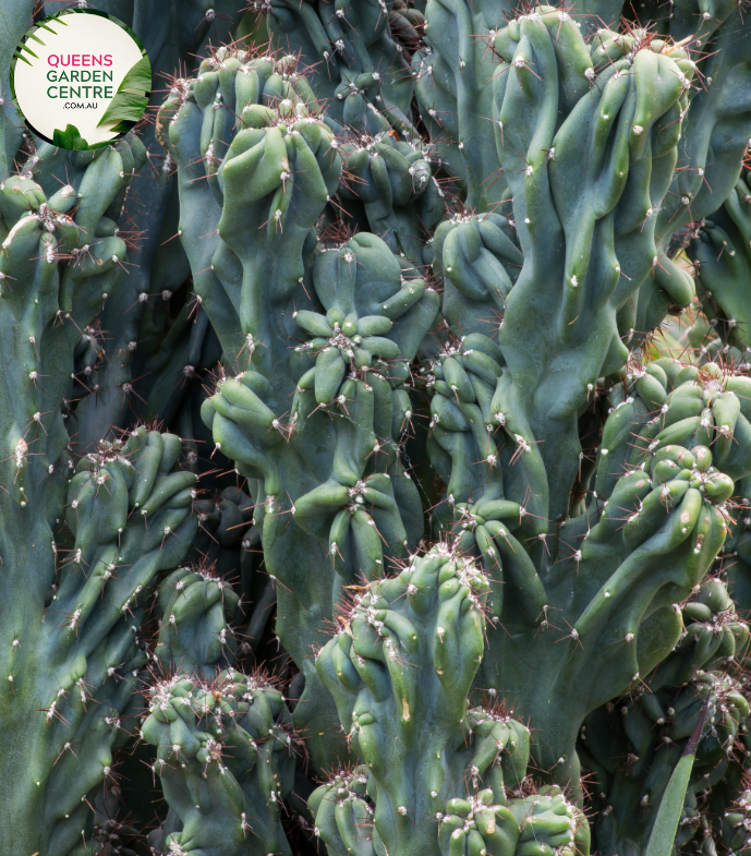 Alt text: Cereus peruvianus Monstrose Blue, also known as Peruvian Apple or Blue Torch Cactus, showcases a unique blue-green coloration and irregular, contorted growth pattern. Its ribbed, columnar stems give it an otherworldly appearance, making it a striking addition to arid gardens and succulent collections.