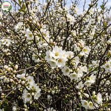 Load image into Gallery viewer, Chaenomeles speciosa Nivalis Alba Flowering Quince
