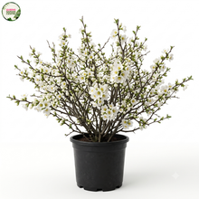 Load image into Gallery viewer, Chaenomeles speciosa Nivalis Alba Flowering Quince
