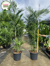 Load image into Gallery viewer, Chamaedorea Seifrizii
