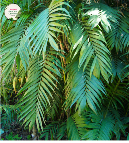 Close-up photo of a Chamaedorea elegans plant, commonly known as the Parlour Palm, showcasing its delicate and lush foliage. The plant features a cluster of slender, graceful fronds with a vibrant green color and a slightly arching growth pattern. The fronds create a soft and inviting appearance, perfect for indoor spaces. The photo captures the intricate details of the foliage, highlighting the lush green color, the gentle arching fronds, and the overall beauty of the Chamaedorea elegans Parlour Palm.