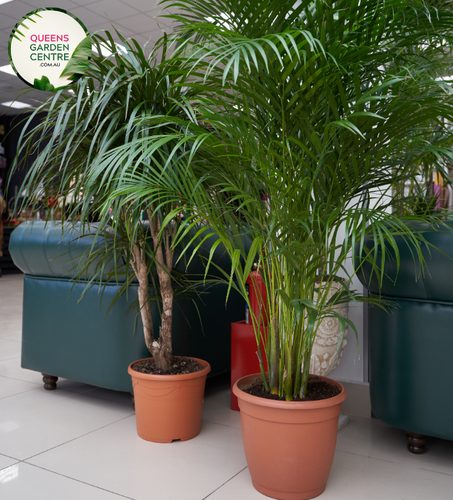 Alt text: Chamaedorea seifrizii, commonly known as the Bamboo Palm or Reed Palm, is a graceful indoor palm plant. It features feathery, arching fronds that give it a soft and tropical appearance. The slender, bamboo-like stems add to its elegant and airy quality, making it a popular choice for indoor decor.