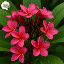 Load image into Gallery viewer, &quot;Close-up of Cherry Clusters Frangipani: Vivid red and pink hues adorn the intricate petals, forming a stunning cluster of flowers. The delicate details of each blossom, from the gracefully curved edges to the subtle gradient of colors, are revealed in this up-close view, evoking a sense of elegance and allure.&quot;
