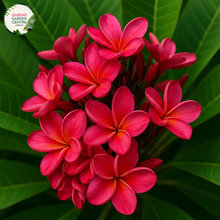 Load image into Gallery viewer, &quot;Close-up of Cherry Clusters Frangipani: Vivid red and pink hues adorn the intricate petals, forming a stunning cluster of flowers. The delicate details of each blossom, from the gracefully curved edges to the subtle gradient of colors, are revealed in this up-close view, evoking a sense of elegance and allure.&quot;
