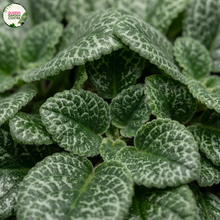 Load image into Gallery viewer, Bring exotic beauty to your Australian home with the rare Chirita sinensis (now Primulina dryas)! This stunning indoor flowering plant, prized for its velvety leaves and vibrant blooms, thrives in Australia's warm, humid climates.
