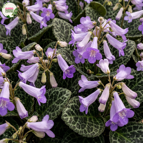 Bring exotic beauty to your Australian home with the rare Chirita sinensis (now Primulina dryas)! This stunning indoor flowering plant, prized for its velvety leaves and vibrant blooms, thrives in Australia's warm, humid climates.