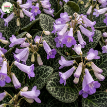 Load image into Gallery viewer, Bring exotic beauty to your Australian home with the rare Chirita sinensis (now Primulina dryas)! This stunning indoor flowering plant, prized for its velvety leaves and vibrant blooms, thrives in Australia's warm, humid climates.
