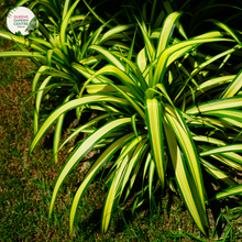 Load image into Gallery viewer, Close-up photo of a Chlorophytum comosum &#39;Variegatum&#39; plant, commonly known as the Variegated Spider Plant, showcasing its charming and unique features. The plant features long, arching leaves with a vibrant green color and striking white stripes running along the edges. The leaves have a slightly cascading growth habit, creating a beautiful and natural display. 
