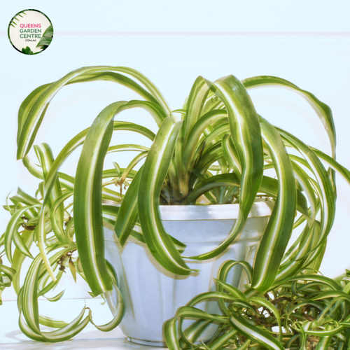 Close-up photo of a Chlorophytum 'Curly' plant, showcasing its unique and fascinating foliage. The plant features long, arching leaves with a vibrant green color and distinct curly or wavy edges. The leaves have a slightly cascading growth habit, creating an interesting and eye-catching display.