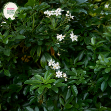 Load image into Gallery viewer, Close-up of a Choisya ternata (Mexican Orange Blossom) plant. The image features clusters of small, star-shaped white flowers with five smooth petals each, radiating from a central cluster of yellow stamens. The flowers are surrounded by lush, glossy, dark green leaves, each composed of three elongated, oval leaflets with smooth edges and a slightly leathery texture. 
