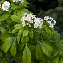 Load image into Gallery viewer, Close-up of a Choisya ternata (Mexican Orange Blossom) plant. The image features clusters of small, star-shaped white flowers with five smooth petals each, radiating from a central cluster of yellow stamens. The flowers are surrounded by lush, glossy, dark green leaves, each composed of three elongated, oval leaflets with smooth edges and a slightly leathery texture. 
