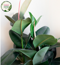 Load image into Gallery viewer, Close-up of Ficus elastica &#39;Burgundy&#39;: This image offers a detailed view of the Ficus elastica &#39;Burgundy&#39; plant. The large, glossy leaves showcase a deep burgundy hue, which is characteristic of this cultivar. Each leaf has a smooth texture and prominent veins, adding to its visual appeal. The foliage is arranged in a dense cluster, forming a lush canopy.
