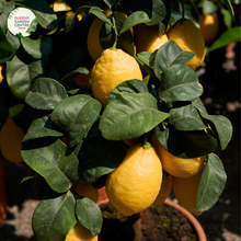 Load image into Gallery viewer, Close-up photo of a Citrus limon &#39;Lisbon&#39; plant, commonly known as Lisbon Lemon, showcasing its vibrant and aromatic fruit. The plant features medium-sized, oval-shaped lemons with a bright yellow color and a slightly textured rind. The lemons are surrounded by glossy green leaves and small white flowers. 
