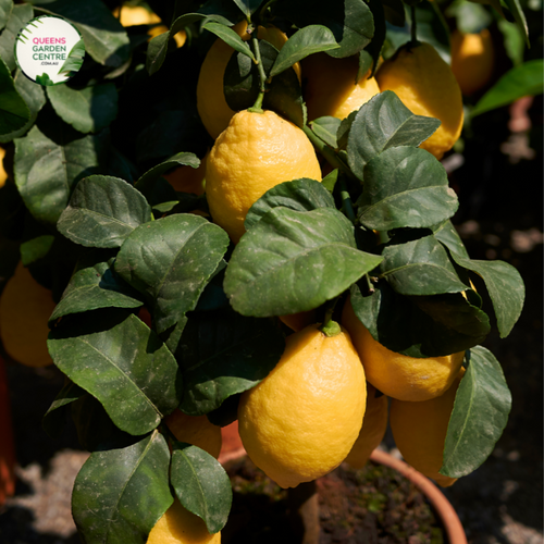 Close-up photo of a Citrus limon 'Lisbon' plant, commonly known as Lisbon Lemon, showcasing its vibrant and aromatic fruit. The plant features medium-sized, oval-shaped lemons with a bright yellow color and a slightly textured rind. The lemons are surrounded by glossy green leaves and small white flowers. 