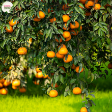 Load image into Gallery viewer, Citrus x Sinensis Blood Orange
