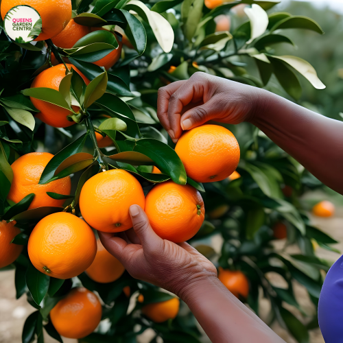 Fruit trees for your backyard