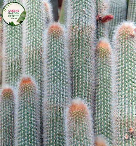 Alt text: Cleistocactus strausii, commonly known as the Silver Torch Cactus, is a captivating succulent with tall, columnar stems covered in silver-white spines. The cylindrical stems feature a unique ribbed pattern, and the plant produces vibrant red or orange flowers at its apex. This cactus is prized for its sculptural and ornamental qualities, making it a standout in arid gardens and succulent collections.