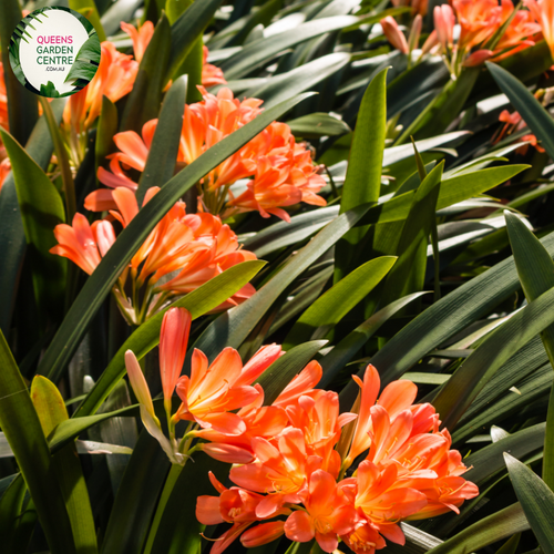 Close-up of a Clivia miniata plant. The image features a cluster of bright orange, trumpet-shaped flowers with yellow throats. Each flower has six smooth petals that flare out, creating a starburst-like appearance. The petals are slightly curved, giving the flowers a dynamic and lively look. Surrounding the flowers are broad, strap-like leaves that are dark green, glossy, and have a smooth texture. 