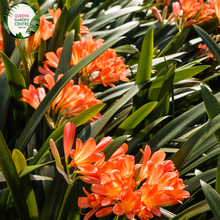 Load image into Gallery viewer, Close-up of a Clivia miniata plant. The image features a cluster of bright orange, trumpet-shaped flowers with yellow throats. Each flower has six smooth petals that flare out, creating a starburst-like appearance. The petals are slightly curved, giving the flowers a dynamic and lively look. Surrounding the flowers are broad, strap-like leaves that are dark green, glossy, and have a smooth texture. 
